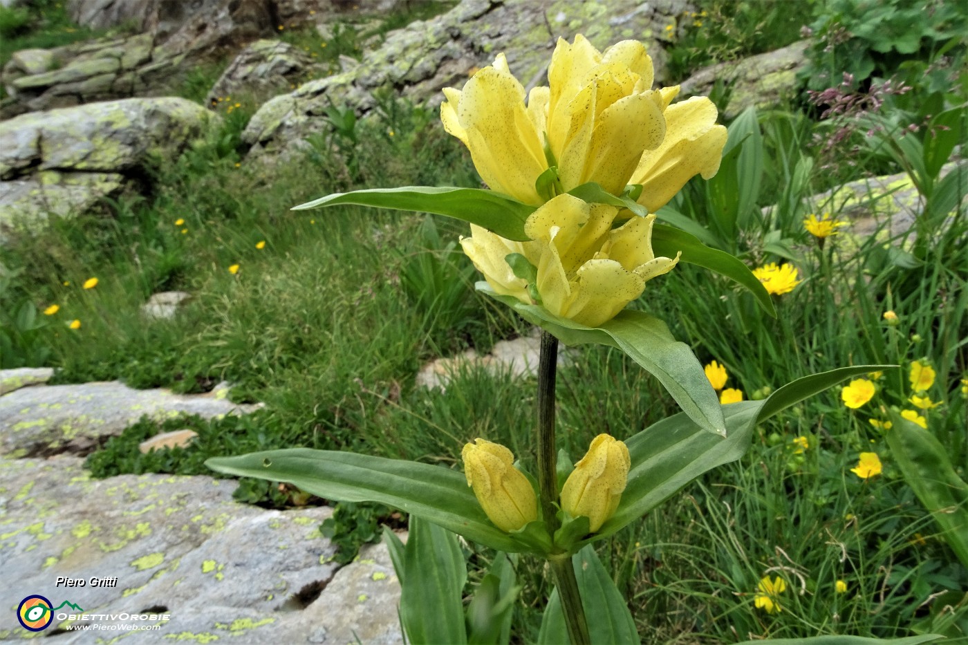 77 Genziana puntata (Gentiana punctata).JPG